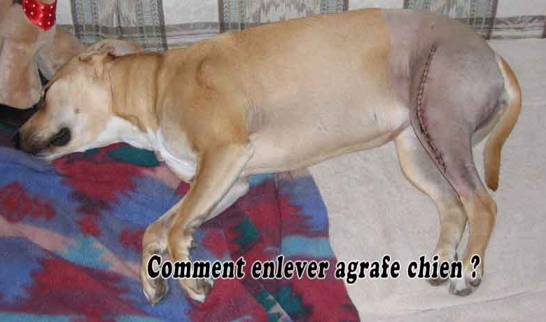 Comment enlever agrafe chien