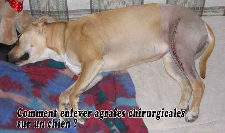 Comment enlever agrafes chirurgicales sur un chien