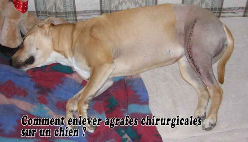 Comment enlever agrafes chirurgicales sur un chien