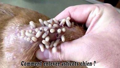 Comment enlever asticots chien