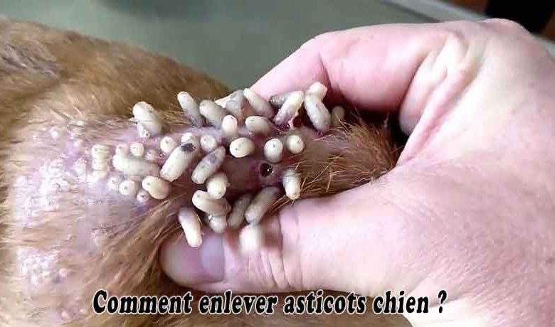 Comment enlever asticots chien