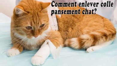 Comment enlever colle pansement chat?