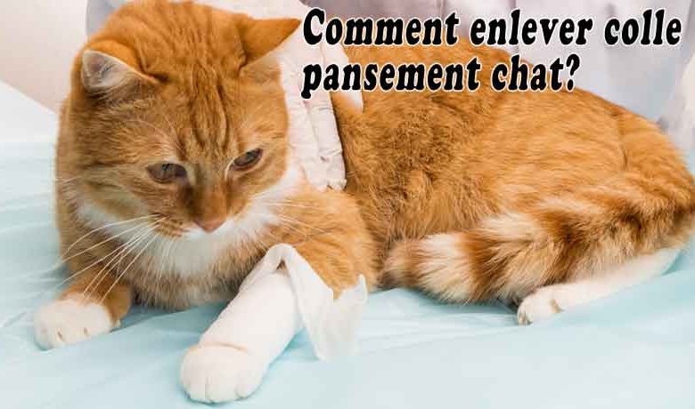 Comment enlever colle pansement chat?