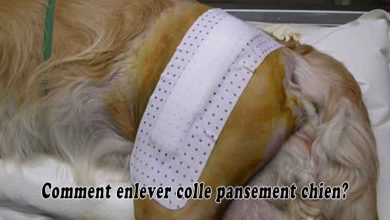 Comment enlever colle pansement chien