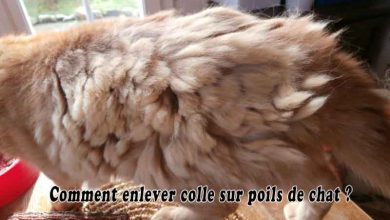 Comment enlever colle sur poils de chat