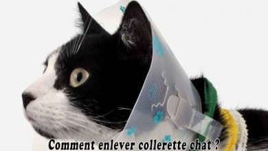 Comment enlever collerette chat