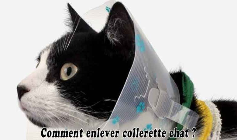 Comment enlever collerette chat