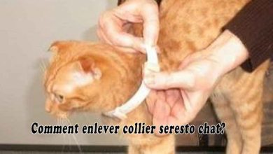 Comment enlever collier seresto chat