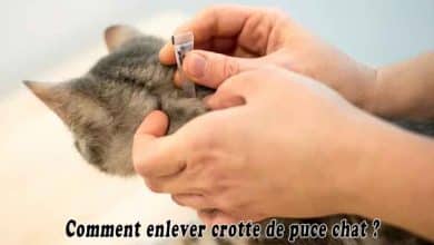 Comment enlever crotte de puce chat