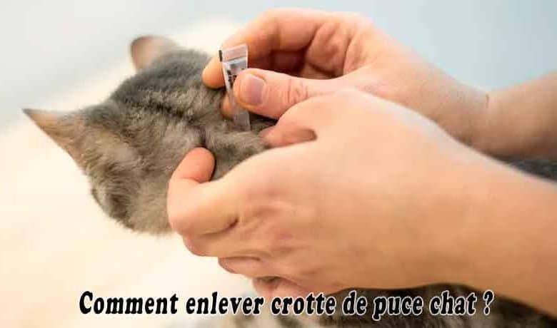 Comment enlever crotte de puce chat