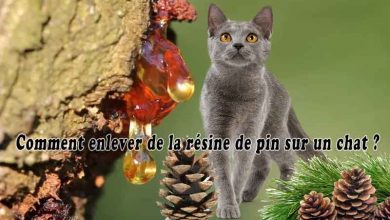 Comment enlever de la résine de pin sur un chat