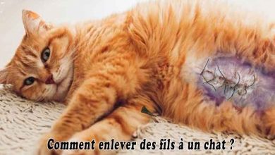 Comment enlever des fils à un chat