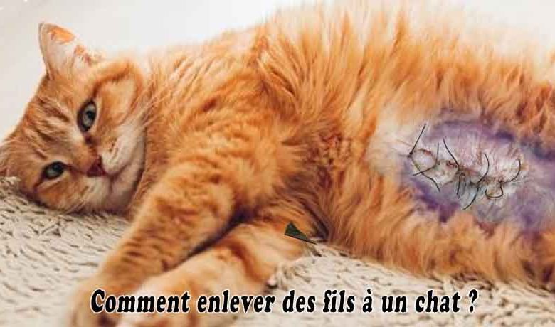 Comment enlever des fils à un chat