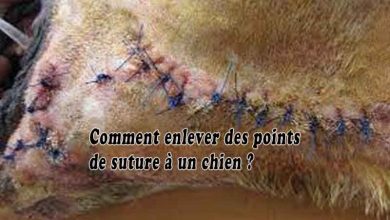 Comment enlever des points de suture à un chien