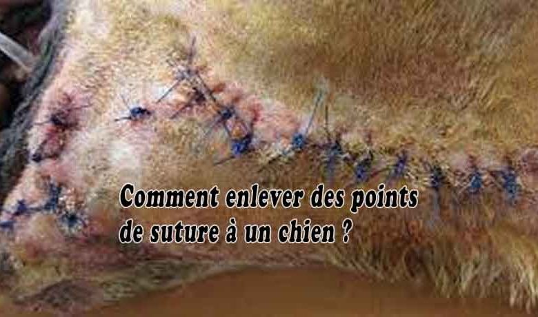 Comment enlever des points de suture à un chien