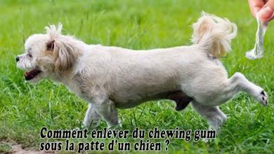 Comment enlever du chewing gum sous la patte d’un chien