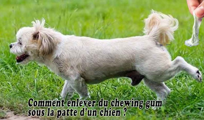 Comment enlever du chewing gum sous la patte d’un chien