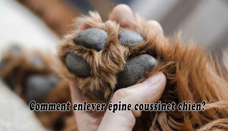 Comment enlever épine coussinet chien?