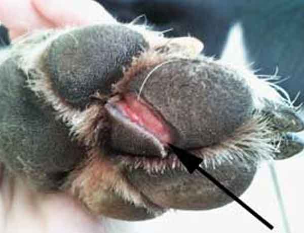 Comment enlever épine coussinet chien - Callosité du coussinet du chien