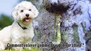 Comment enlever gomme de sapin sur chien