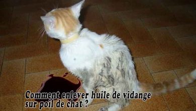 Comment enlever huile de vidange sur poil de chat