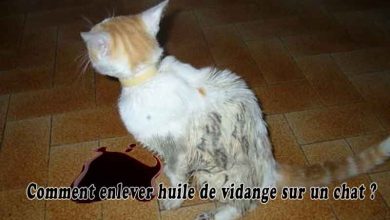 Comment enlever huile de vidange sur un chat