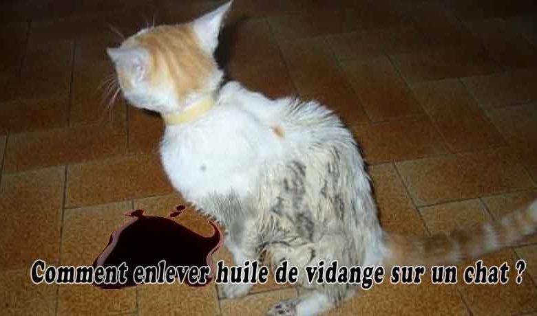 Comment enlever huile de vidange sur un chat