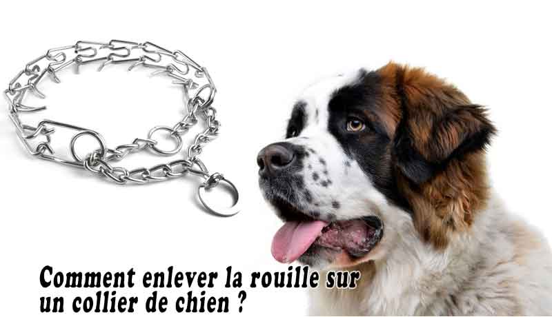 Comment enlever la rouille sur un collier de chien