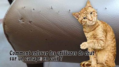 Comment enlever les griffures de chat sur un canapé en cuir