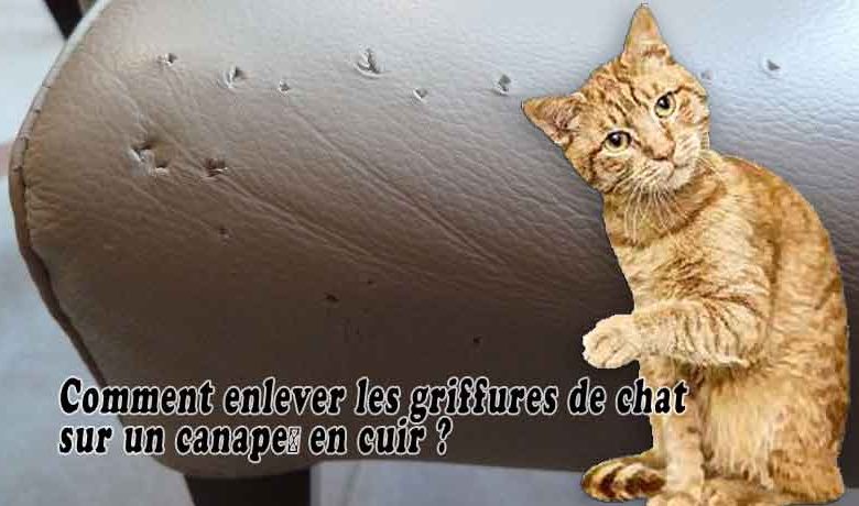 Comment enlever les griffures de chat sur un canapé en cuir