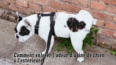 Comment enlever l’odeur d’urine de chien à l’extérieure