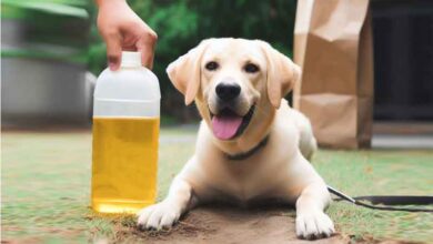 Comment enlever l’odeur d’urine de chien à l’extérieur?