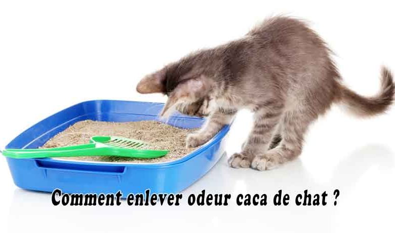 Comment enlever odeur caca de chat