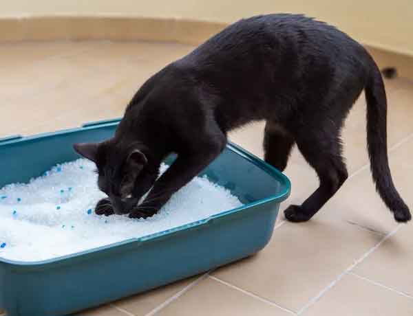 Comment enlever odeur caca de chat?