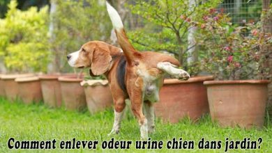 Comment enlever odeur urine chien dans jardin?