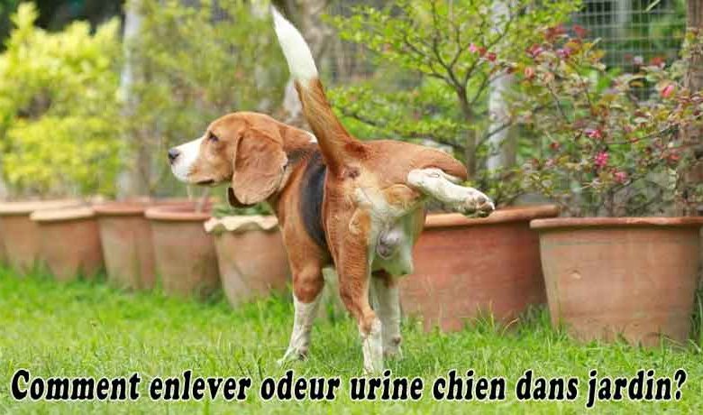 Comment enlever odeur urine chien dans jardin?