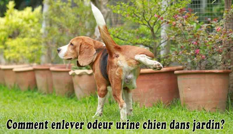 Comment enlever odeur urine chien dans jardin?