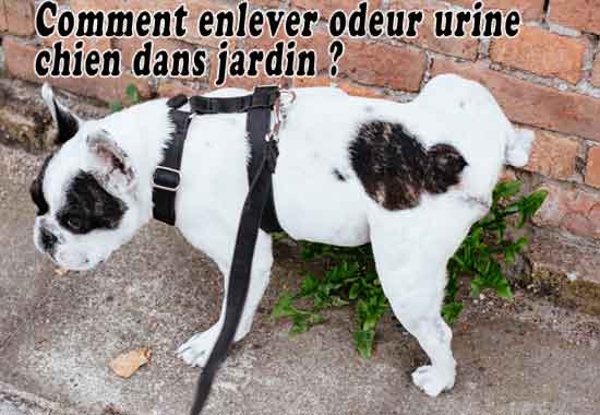 Comment enlever odeur urine chien dans jardin