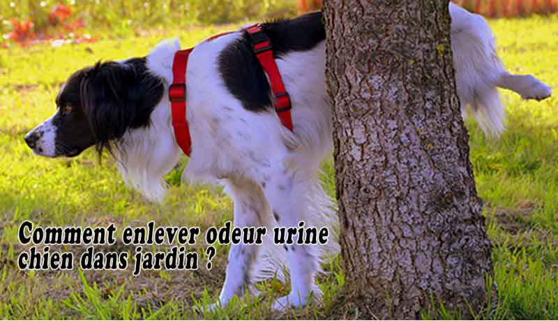 Comment enlever odeur urine chien dans jardin