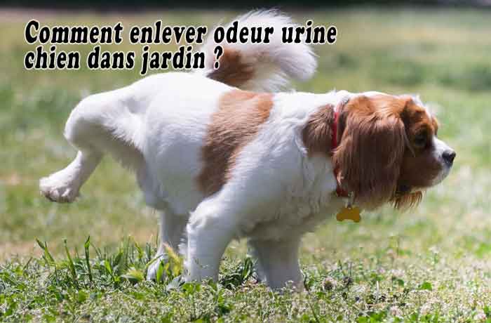 Comment enlever odeur urine chien dans jardin