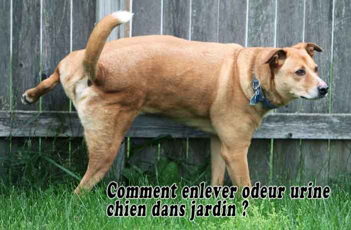 Comment enlever odeur urine chien dans jardin