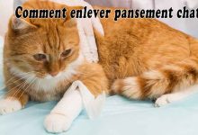 Comment enlever pansement chat