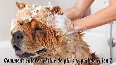 Comment enlever résine de pin sur poil de chien