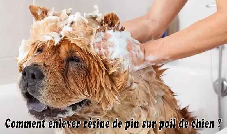 Comment enlever résine de pin sur poil de chien