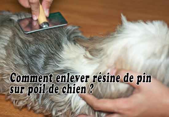 Comment enlever résine de pin sur poil de chien