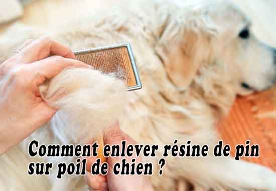 Comment enlever résine de pin sur poil de chien