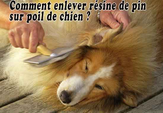 Comment enlever résine de pin sur poil de chien