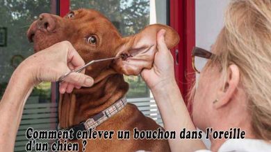 Comment enlever un bouchon dans l’oreille d’un chien