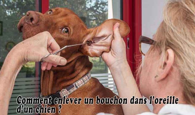 Comment enlever un bouchon dans l’oreille d’un chien