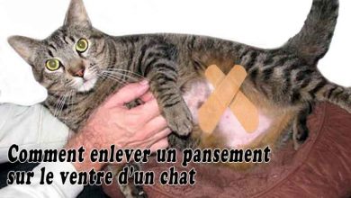 Comment enlever un pansement sur le ventre d’un chat